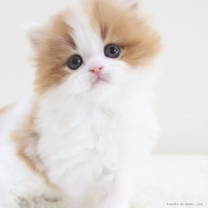 柚子ママ 様のお迎えした子猫