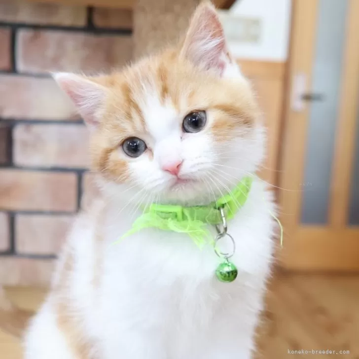 ラブさん 様のお迎えした子猫