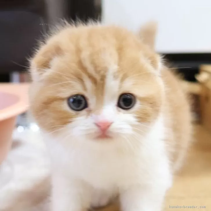 Y.T 様のお迎えした子猫