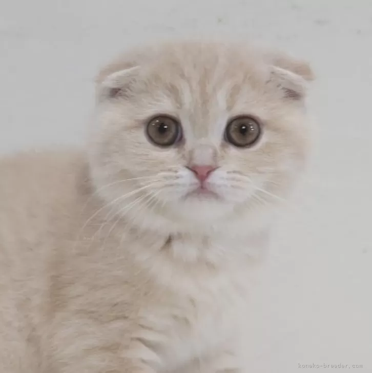 スコティッシュフォールド(折れ耳)【兵庫県・女の子・2025年9月6日・クリーム】の写真1