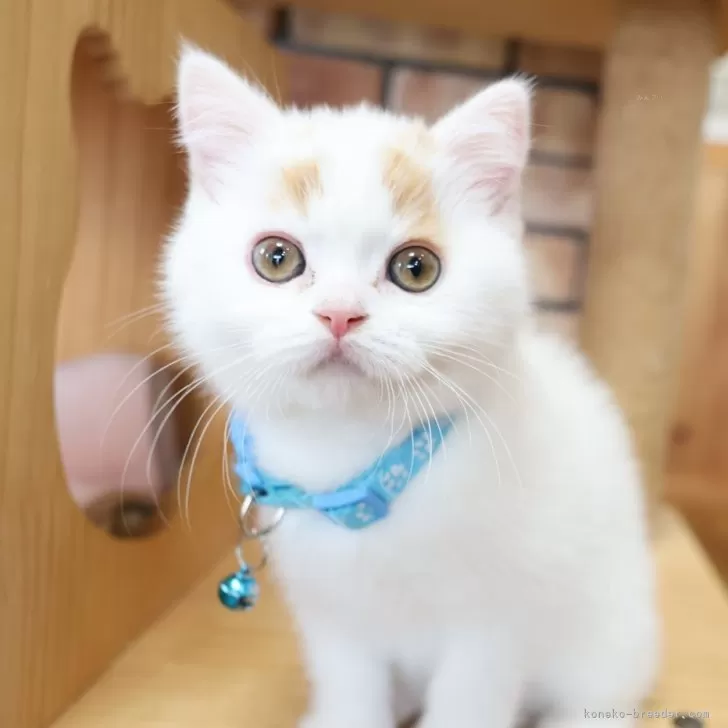 ID:2504-03453の子猫