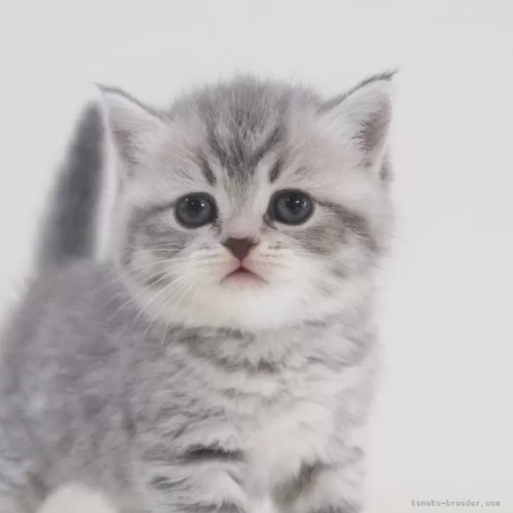 M.T 様のお迎えした子猫