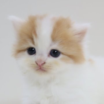 スコティッシュフォールド(立ち耳)【兵庫県・女の子・2025年10月1日・レッド&ホワイト（ショート）】の写真「両親はとても人懐っこく穏や　ママ似のカワイイ女子」