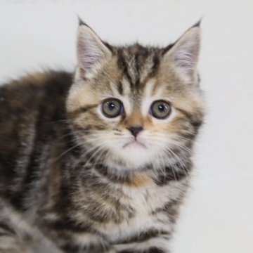 スコティッシュフォールド(立ち耳)【兵庫県・女の子・2025年9月6日・ブラウンタビー（ショート）】の写真「ブラウンタビー　とても可愛いお顔をしています。」