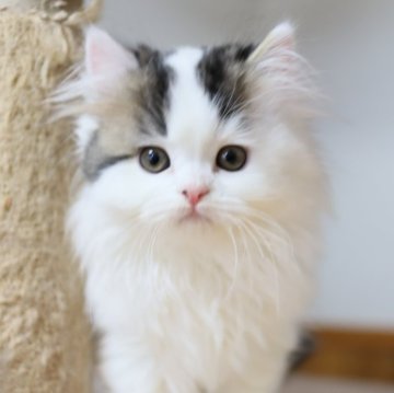 スコティッシュフォールド(立ち耳)【兵庫県・男の子・2025年9月3日・ブラック&ホワイト（ロング）】の写真「ブラック＆ホワイト・フワフワ・モコモコ　ぬいぐるみ」