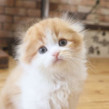 スコティッシュフォールド(立ち耳)【兵庫県・男の子・2025年9月9日・レッドタビ―&ホワイト（ロング）】の写真「モフモフ　レッドタビー＆ホワイト　可愛い折耳男子　」