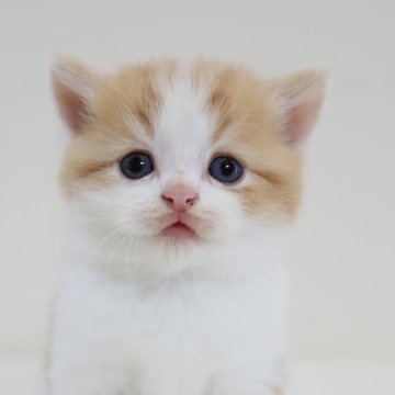 スコティッシュフォールド(立ち耳)【兵庫県・男の子・2025年10月1日・レッドタビ―&ホワイト（ショート）】の写真「両親はとても人懐っこく穏や　ママ似のカワイイ男子」