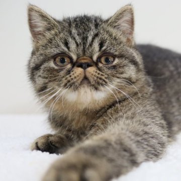 エキゾチックショートヘア【兵庫県・男の子・2025年7月10日・ブラウンタビ―(ショート)】の写真「短毛男子。可愛くてじゃまなくらい人懐っこいです。」