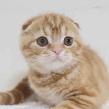 スコティッシュフォールド(折れ耳)【兵庫県・男の子・2025年9月9日・レッドタビ―（ショート）】の写真「とても人懐っこい綺麗いなレッドタビー　折耳の男子　」