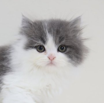 スコティッシュフォールド(立ち耳)【兵庫県・男の子・2025年9月3日・ブルー&ホワイト（ロング）】の写真「ブルー＆ホワイト・フワフワ・モコモコ　ぬいぐるみ」