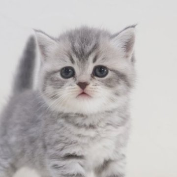 スコティッシュフォールド(立ち耳)【兵庫県・女の子・2025年9月6日・ブルー（ショート）】の写真「ショートブルー　柔らかな毛並み、モフモフです」