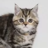 スコティッシュフォールド(立ち耳)【兵庫県・女の子・2025年9月6日・ブラウンタビー】の写真1