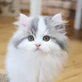 スコティッシュフォールド(立ち耳)