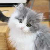 スコティッシュフォールド(立ち耳)