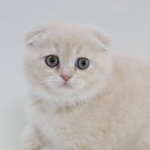 スコティッシュフォールド(折れ耳)