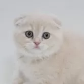 スコティッシュフォールド(折れ耳)