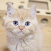 スコティッシュフォールド(立ち耳)