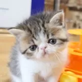 エキゾチックショートヘア