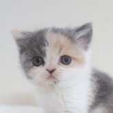 スコティッシュフォールド(立ち耳)