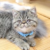 エキゾチックショートヘア