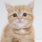 スコティッシュフォールド(立ち耳)