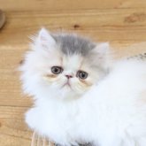 エキゾチックショートヘア