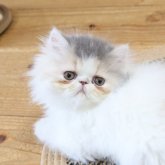 エキゾチックショートヘア