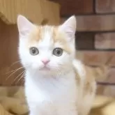 スコティッシュフォールド(立ち耳)