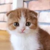 スコティッシュフォールド(折れ耳)