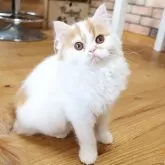 スコティッシュフォールド(立ち耳)