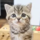 スコティッシュフォールド(立ち耳)