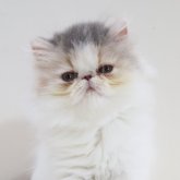 エキゾチックショートヘア