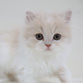 スコティッシュフォールド(立ち耳)