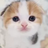 スコティッシュフォールド(折れ耳)