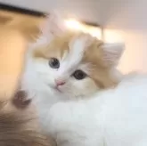 スコティッシュフォールド(立ち耳)