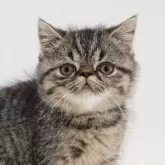 エキゾチックショートヘア