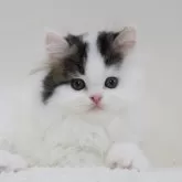 スコティッシュフォールド(立ち耳)