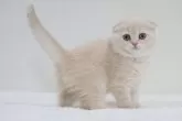 スコティッシュフォールド(折れ耳)【兵庫県・女の子・2025年9月6日・クリーム】の写真5