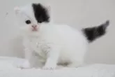 スコティッシュフォールド(立ち耳)【兵庫県・男の子・2025年9月3日・ブラック&ホワイト】の写真4