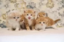 スコティッシュフォールド(立ち耳)【兵庫県・男の子・2025年10月11日・レッドタビー&ホワイト】の写真5「真中が俺です」