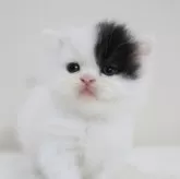 スコティッシュフォールド(立ち耳)【兵庫県・男の子・2025年9月3日・ブラック&ホワイト】の写真3