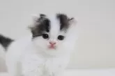 スコティッシュフォールド(立ち耳)【兵庫県・男の子・2025年9月3日・ブラック&ホワイト】の写真6