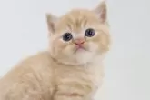 スコティッシュフォールド(立ち耳)【兵庫県・男の子・2025年9月6日・レッドタビー】の写真6