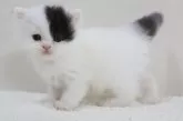 スコティッシュフォールド(立ち耳)【兵庫県・男の子・2025年9月3日・ブラック&ホワイト】の写真6