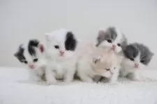 スコティッシュフォールド(立ち耳)【兵庫県・男の子・2025年9月3日・ブルー&ホワイト】の写真9「ぼくは右端です」