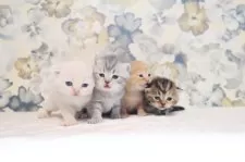 スコティッシュフォールド(立ち耳)【兵庫県・女の子・2025年9月6日・ブラウンタビー】の写真9「ぼくは右端だよ」