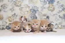 スコティッシュフォールド(折れ耳)【兵庫県・男の子・2025年9月9日・レッドタビ―】の写真10「右から３番目がおれだよ」