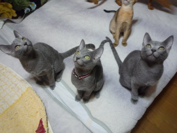 西川　直文(にしかわ　なおふみ)ブリーダー(愛知県・ロシアンブルーなど・AJC登録)の紹介写真2