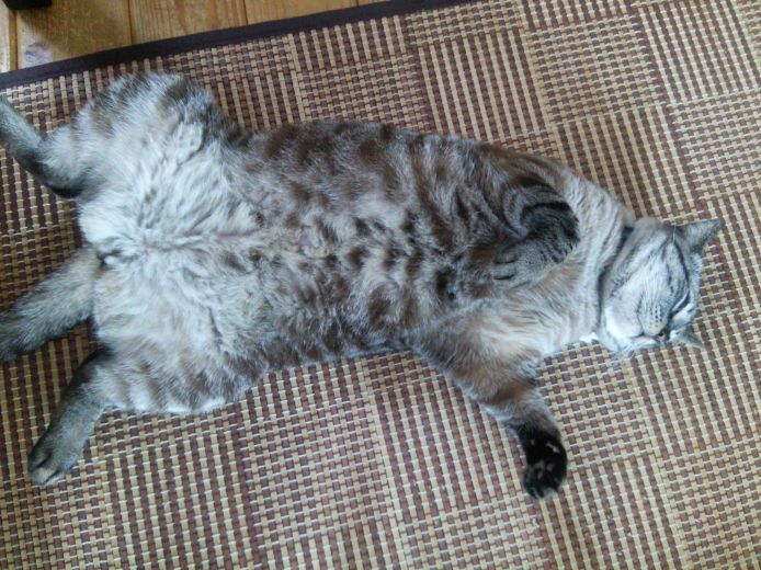 ”おすわり”　”おて”　”おかわり”　のできる看板猫のモコくんにも会いに来て下さい(*^ー゜)v｜西川　直文(にしかわ　なおふみ)ブリーダー(愛知県・ロシアンブルーなど・AJC登録)の紹介写真3