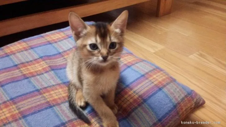ID：1702-00522の子猫